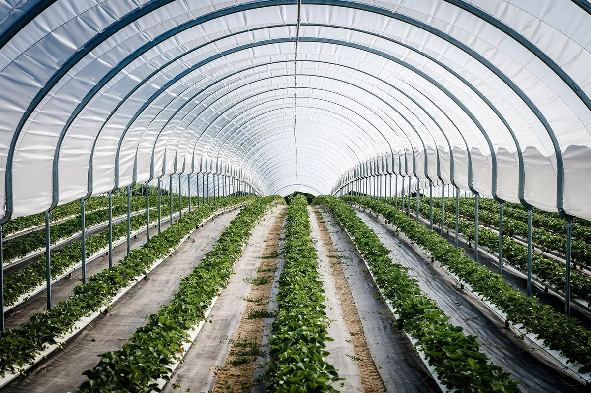 Reihen von Grünpflanzen wachsen unter einem großen, gewölbten Gewächshaus mit einem transparenten Kunststoffdach, das das Sonnenlicht durchlässt und die Pflanzen im Inneren schützt.