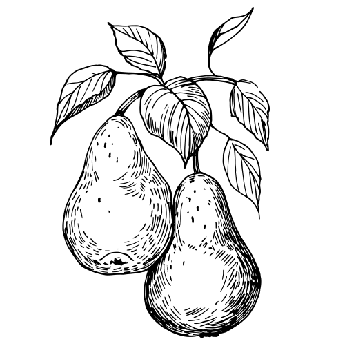 Illustration von 2 Birnen
