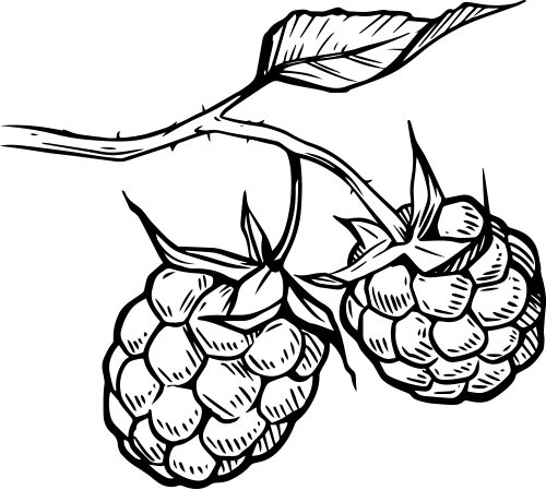 Illustration von Himbeeren in schwarz
